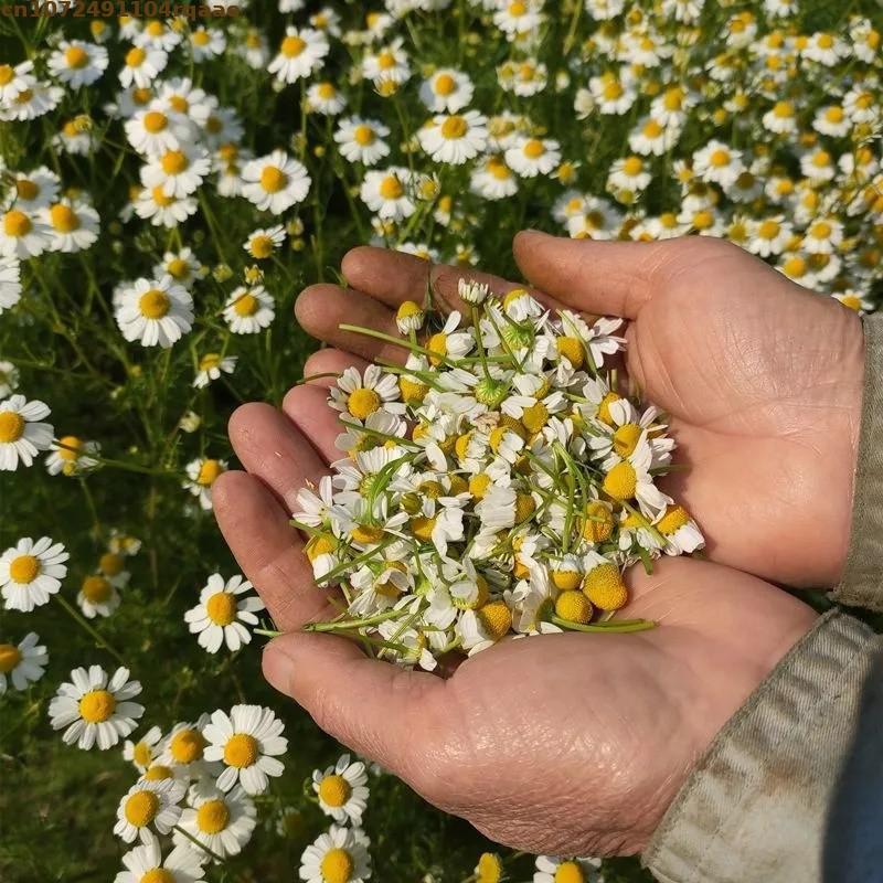 プレミアム天然乾燥カモミールフラワー、純粋天然ハーブスパイス - Chamomile Tea のレビューと価格